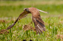 チョウゲンボウ