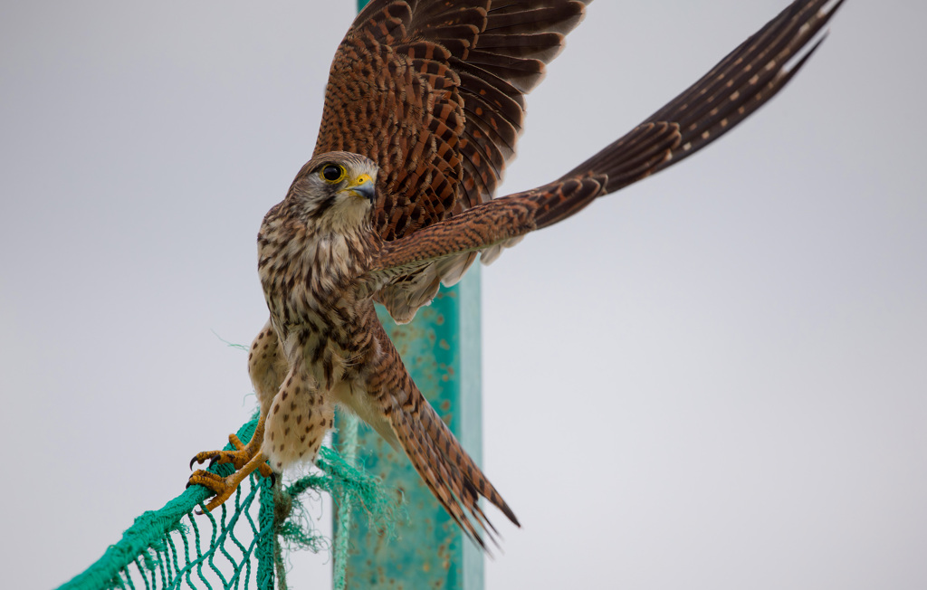 チョウゲンボウ