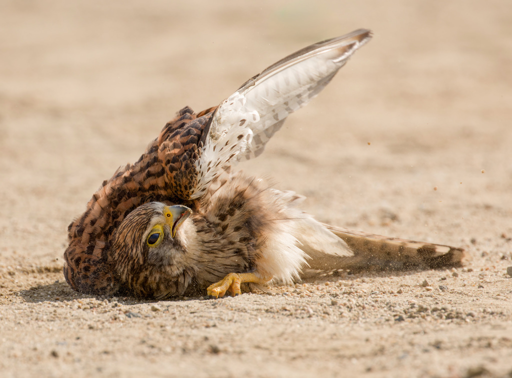 チョウゲンボウ