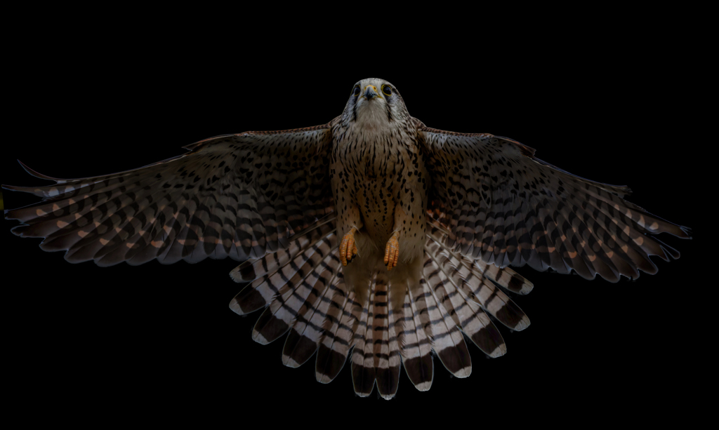 チョウゲンボウ