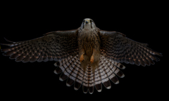 チョウゲンボウ