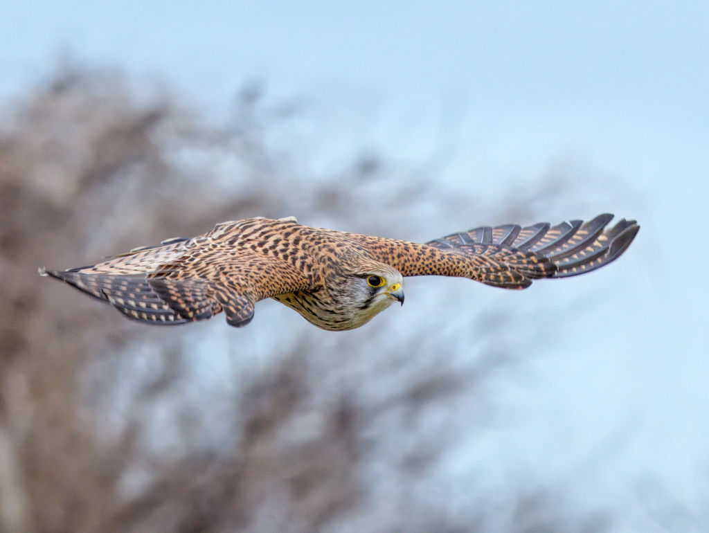 チョウゲンボウ