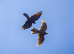 ハイタカ飛ぶ