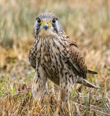 チョウゲンボウ