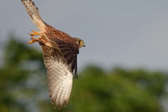 チョウゲンボウ