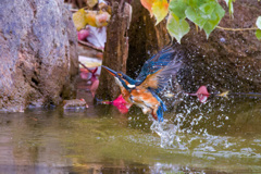 カワセミの水浴び