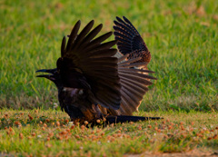 チョウゲンボウ