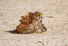 チョウゲンボウ