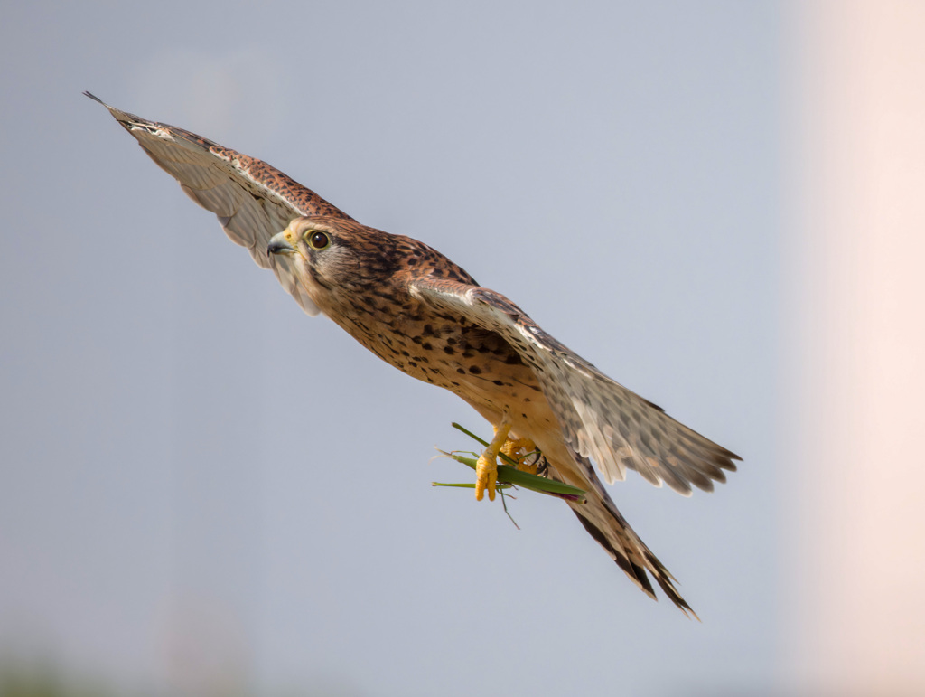 チョウゲンボウ