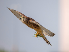 チョウゲンボウ