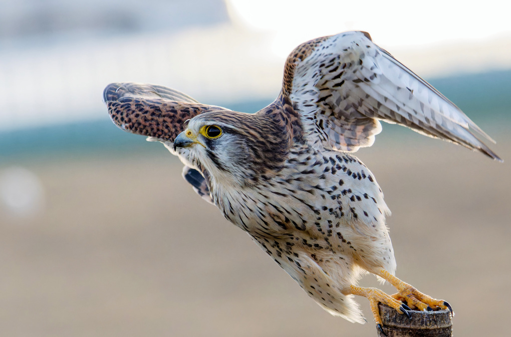 チョウゲンボウ