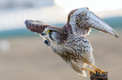 チョウゲンボウ