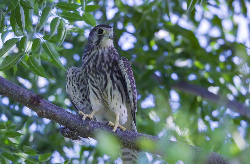 チョウゲンボウ（若）とセミ