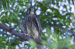 チョウゲンボウ（若）とセミ