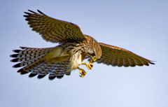 チョウゲンボウ