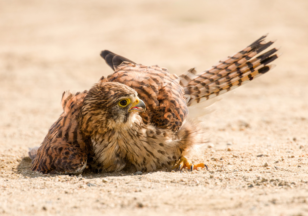 チョウゲンボウ