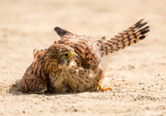 チョウゲンボウ