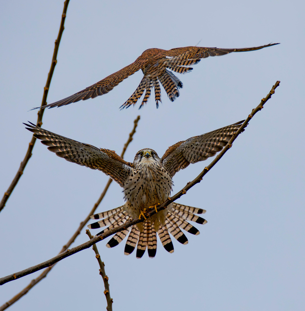 チョウゲンボウ