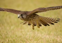 チョウゲンボウ