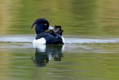 キンクロハジロ