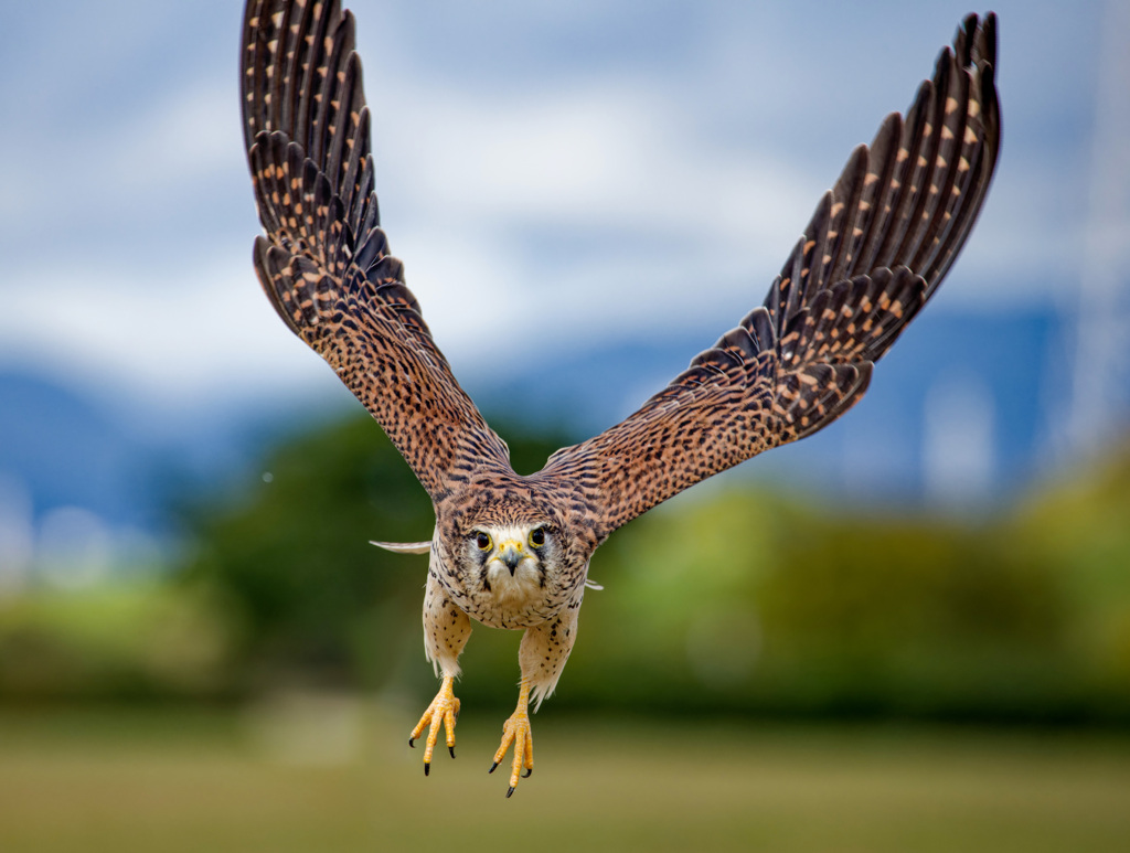 チョウゲンボウ