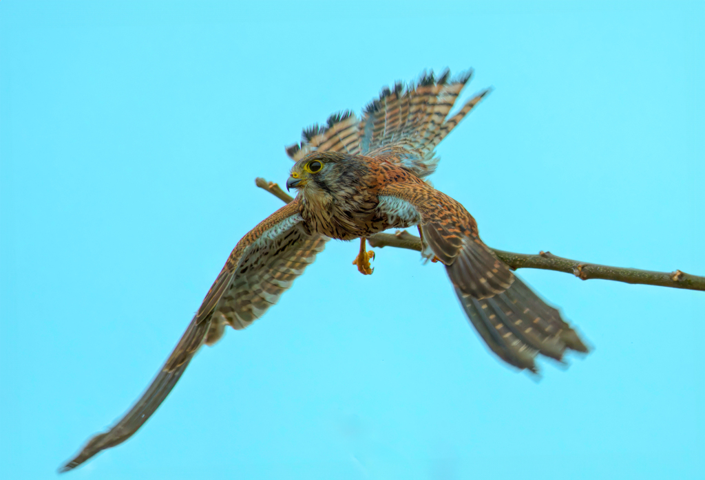 チョウゲンボウ