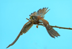 チョウゲンボウ