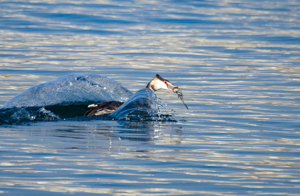 カンムリカイツブリ