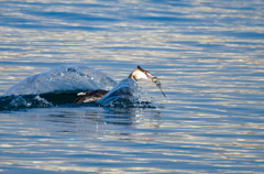 カンムリカイツブリ