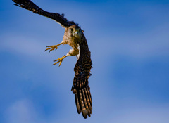 チョウゲンボウ