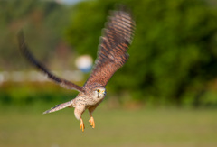 チョウゲンボウ