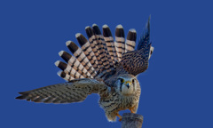 チョウゲンボウ