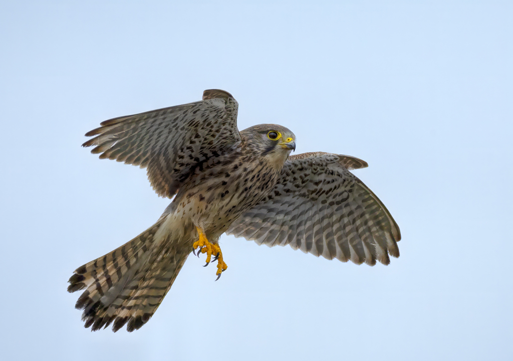 チョウゲンボウ