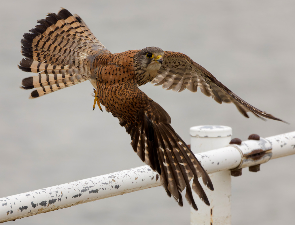 チョウゲンボウ