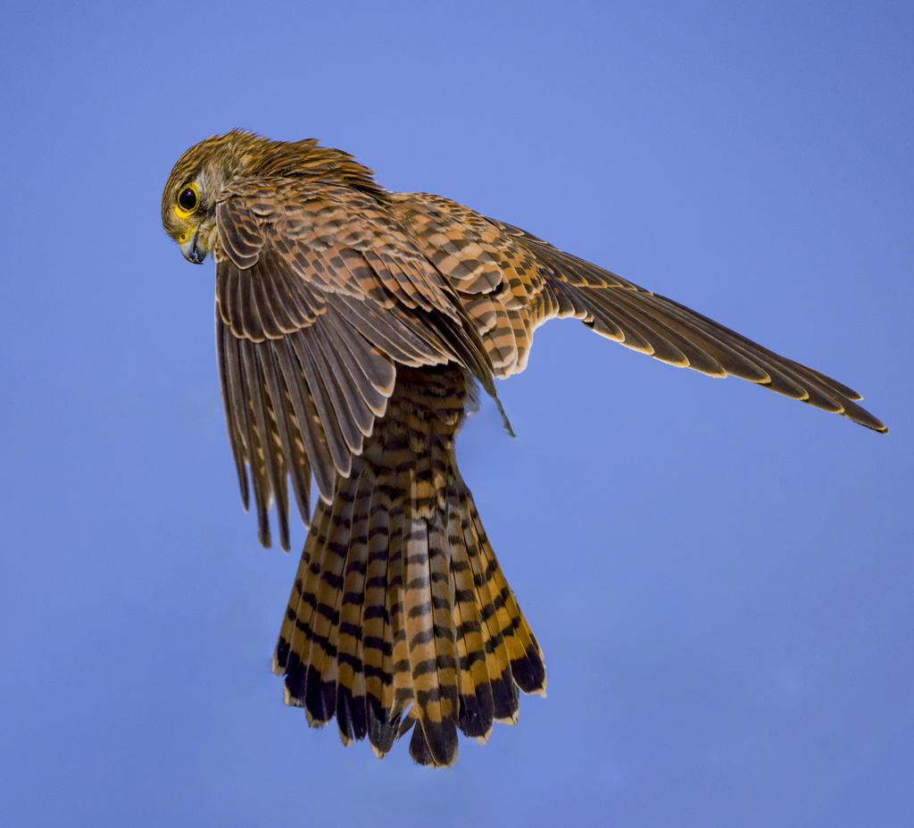 チョウゲンボウ