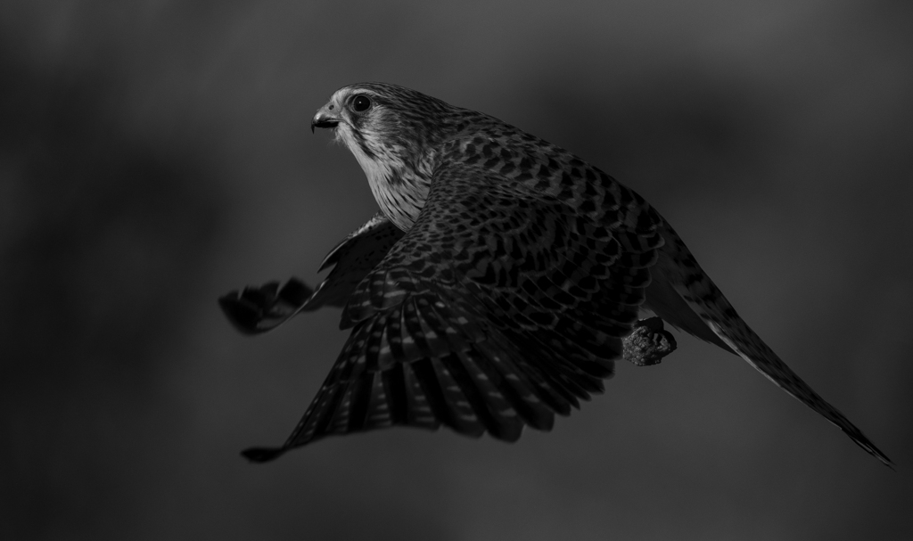 チョウゲンボウ