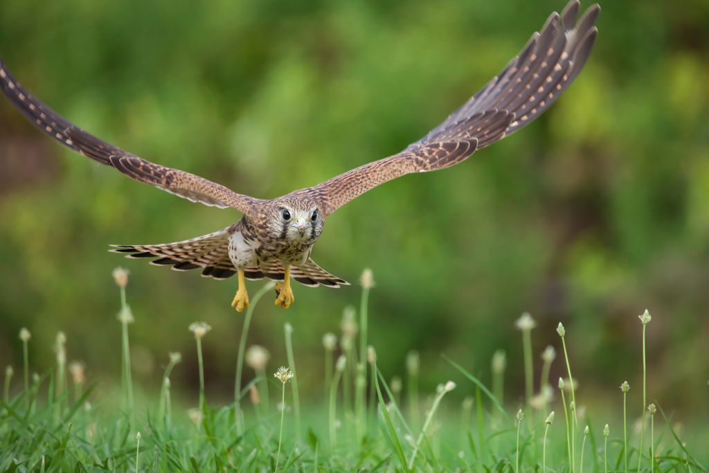 チョウゲンボウ