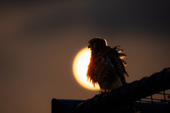 夜明け