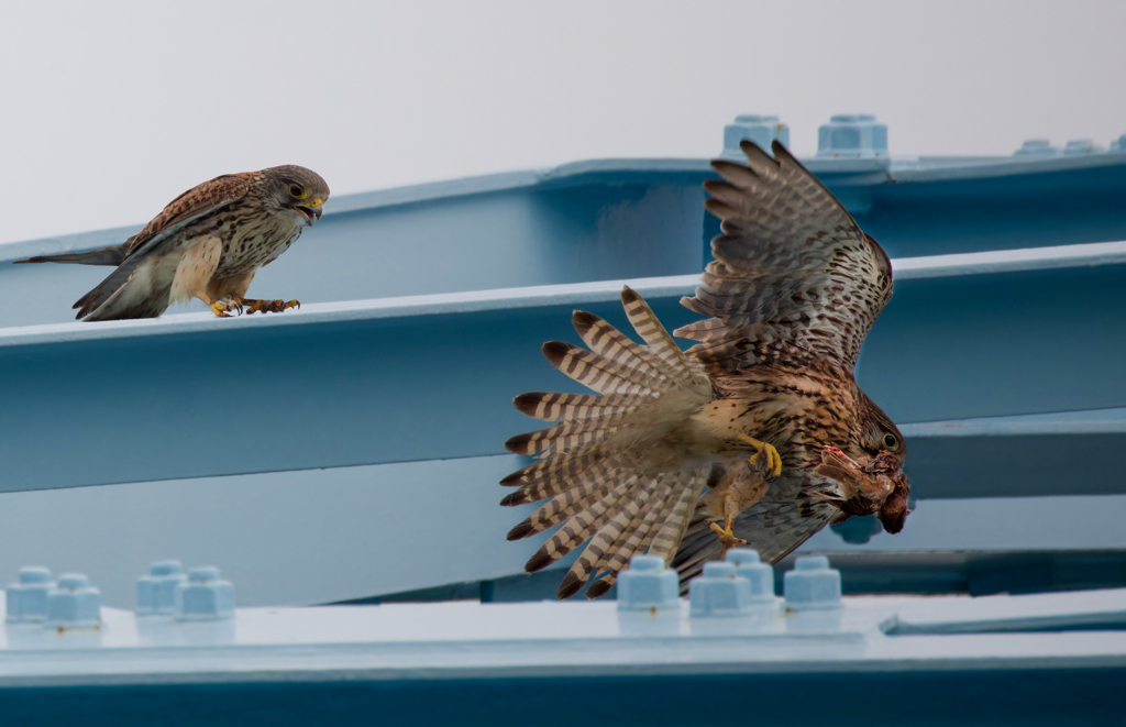 チョウゲンボウ