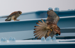 チョウゲンボウ
