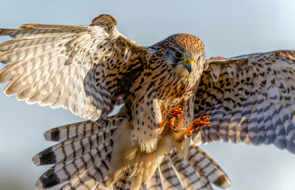 チョウゲンボウ