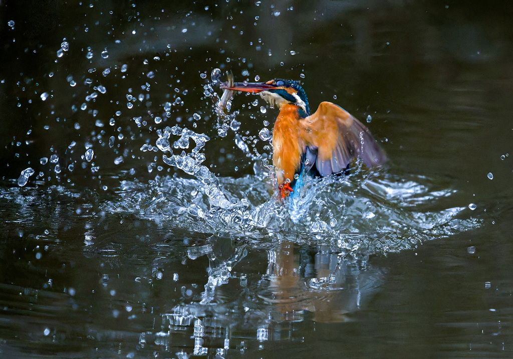 カワセミ
