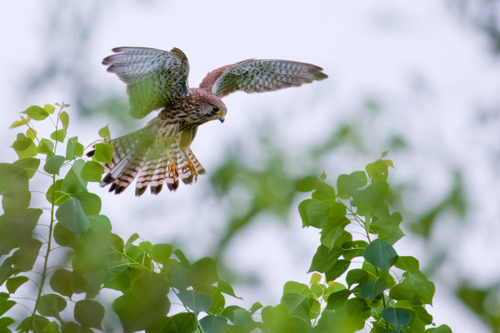 チョウゲンボウ