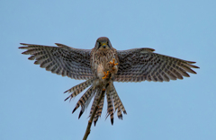 チョウゲンボウ