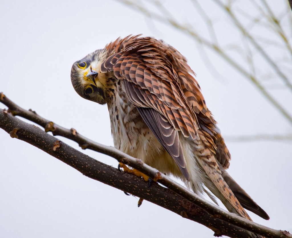 チョウゲンボウ