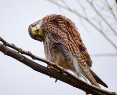 チョウゲンボウ