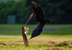 チョウゲンボウ