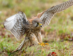 チョウゲンボウ