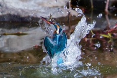 カワセミ