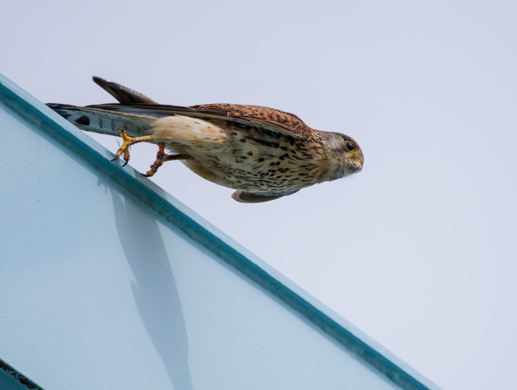 チョウゲンボウ